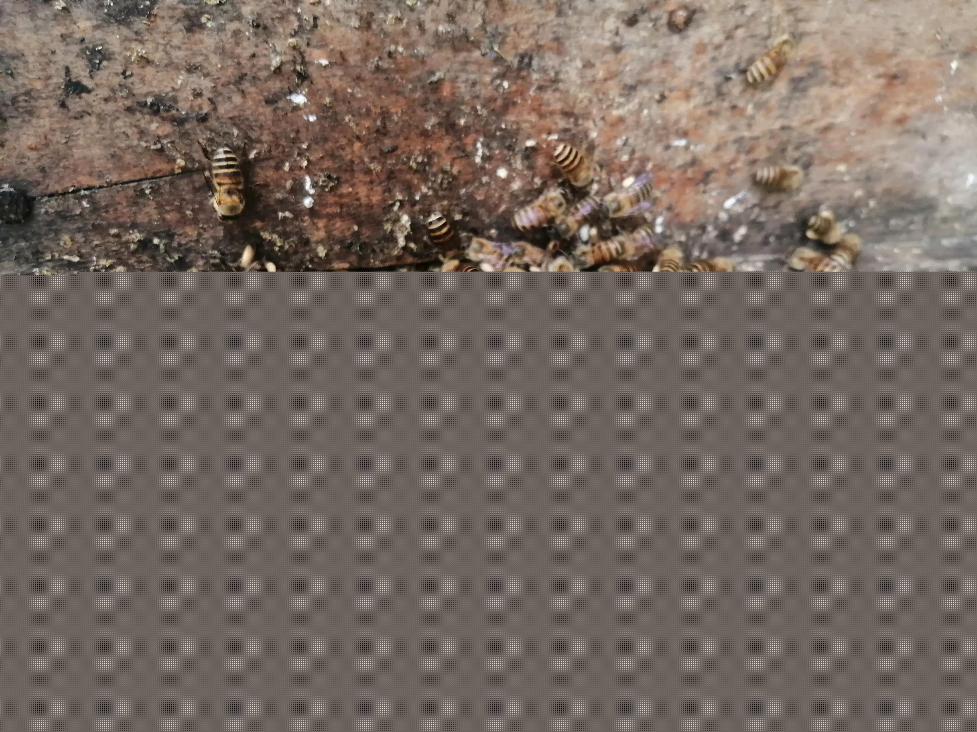 中蜂養(yǎng)殖：蜂箱內(nèi)潮濕、內(nèi)箱壁結(jié)小水洙、箱口有水流出是好事嗎？