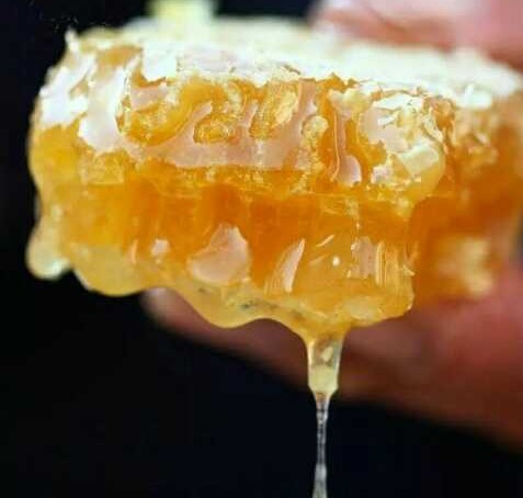 中蜂養(yǎng)殖：蜂窩內(nèi)里有蟑螂、螞蟻、壁虎是有利還是有害