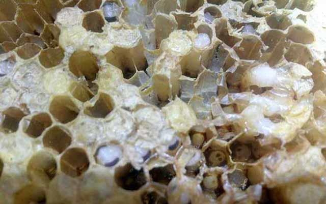 養蜂，怎樣讓蜂群長久保持強群？