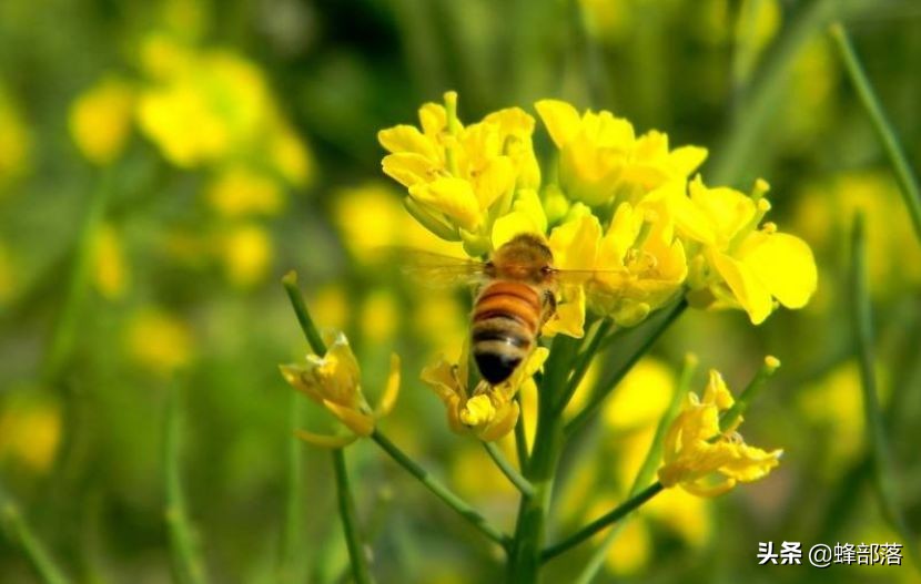 蜜蜂的平均壽命只有30天，為何冬天沒有沒花開不會團滅？