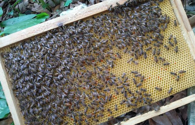 怎樣才能養(yǎng)好中華蜜蜂？