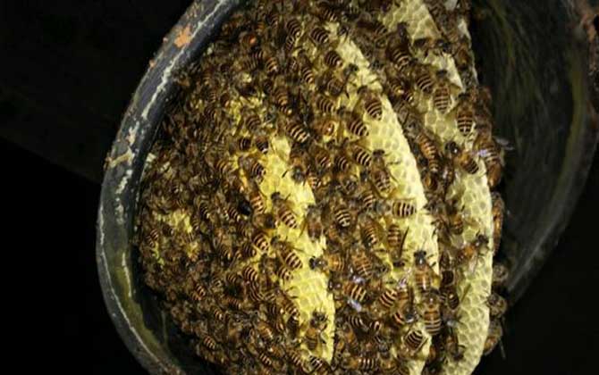 養十箱中蜂一年收入多少錢？(10箱蜂能賺多少錢)