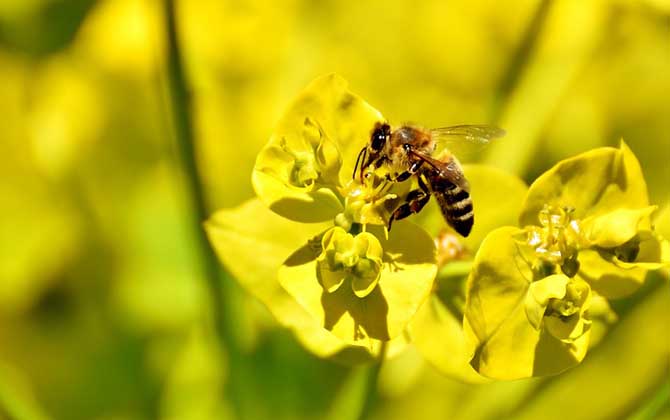 被土蜂蟄了怎么處理？