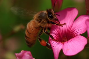 工蜂把巢蟲弄出來是什么原因（中蜂把幼蟲拖出箱外是什么?。?></a> </div>
        <div   id=
