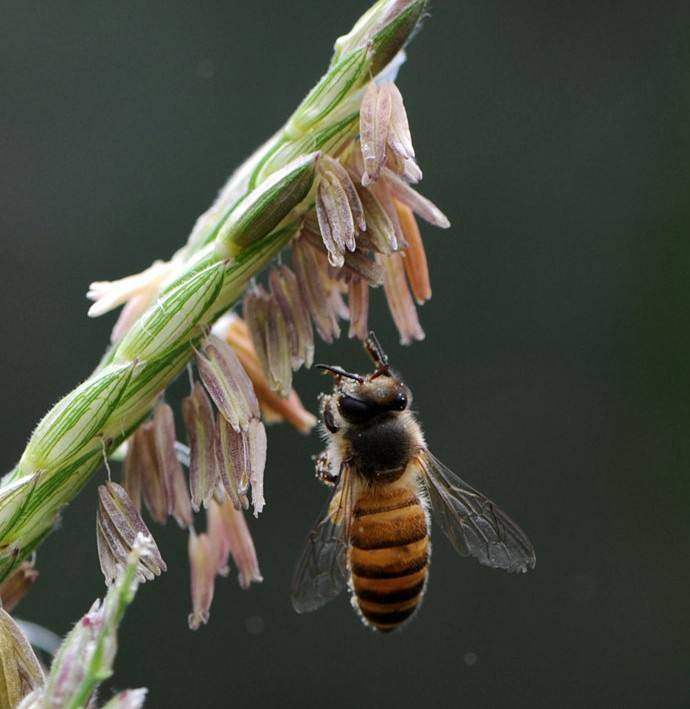 【蜜蜂知識】中華蜜蜂打架怎么控制呢？