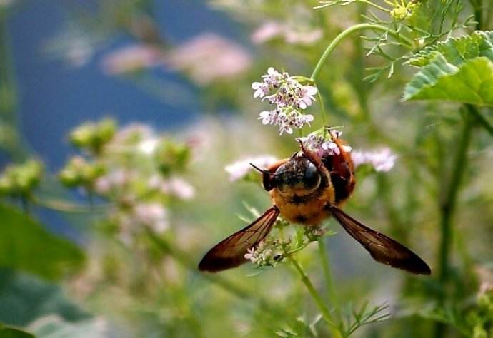 蜜蜂和黃蜂外表的區別（黃蜂和蜜蜂的外貌區別）