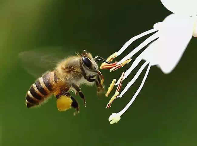 【蜜蜂知識】雄蜂出房多久分蜂？