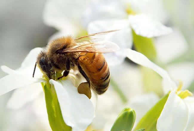 蜜蜂自然分蜂會飛多遠？