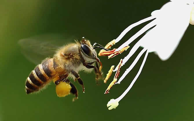 蜂群中的工蜂是公的還是母的？