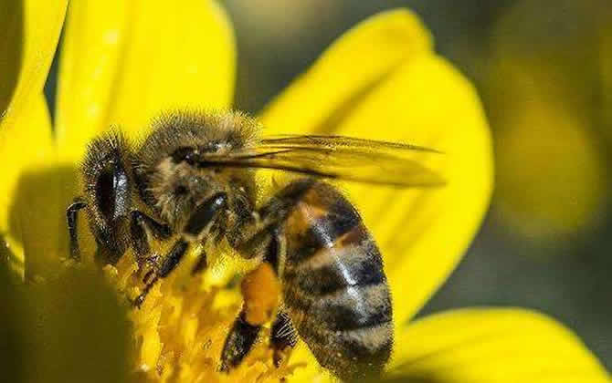 蜂王產卵后還會交尾嗎？