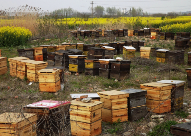 農(nóng)村養(yǎng)蜜蜂能賺錢(qián)嗎（養(yǎng)蜜蜂一年能賺多少錢(qián)）