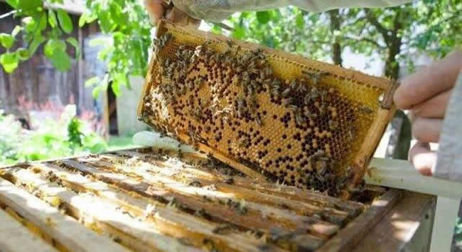 【蜜蜂知識】如何進(jìn)行人工分蜂？