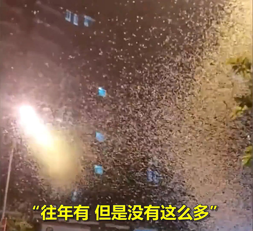 湖南沅江蜉蝣大爆發(fā)，內蒙古蚜蟲大爆發(fā)