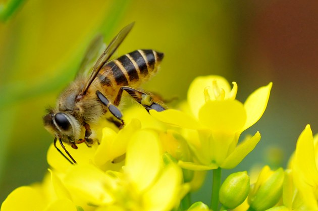 養(yǎng)200箱蜜蜂一年賺100萬用錢成本是多少（養(yǎng)蜜蜂需要多少啟動(dòng)資金）
