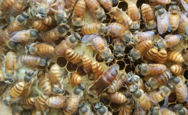 養(yǎng)蜂人如何選購種蜂王？