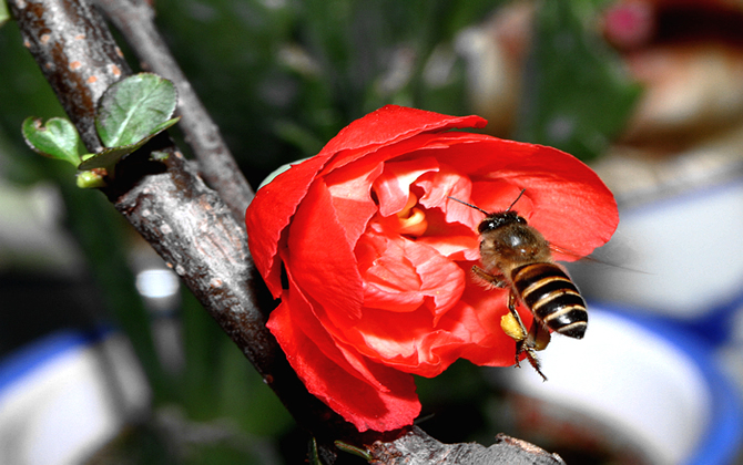 蜜蜂分蜂會(huì)離母群多遠(yuǎn)（蜜蜂分蜂后會(huì)飛多遠(yuǎn)）