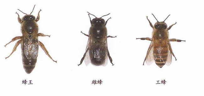 【蜜蜂知識(shí)】在蜂群中如何辨別蜂后？