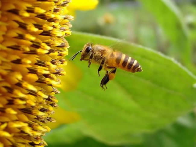 如何估算蜂群群勢？