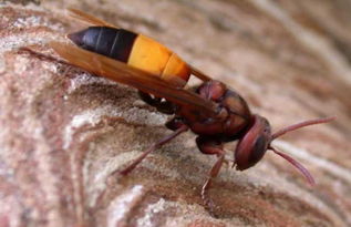 工蜂不封蓋是什么原因（為啥蜜蜂有卵有蟲(chóng)卻不會(huì)封蓋 ）