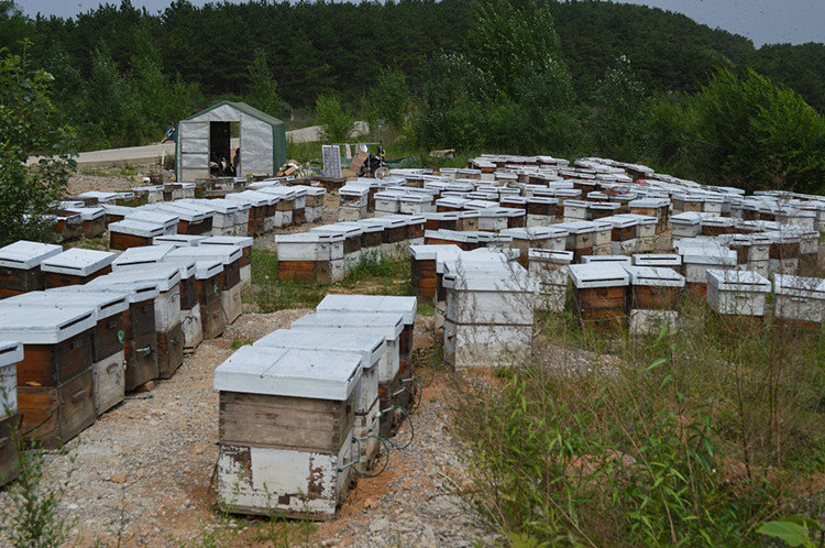 冬天中蜂可以遷移蜂場(chǎng)嗎（中蜂冬天可以搬動(dòng)嗎）