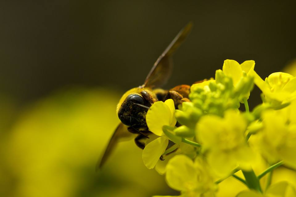 【蜜蜂知識(shí)】如何養(yǎng)野生蜜蜂它不會(huì)走