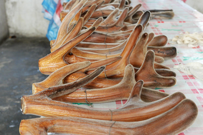 鹿角每年都會(huì)自然脫落，人類為何割鹿茸，鹿會(huì)感到疼嗎？