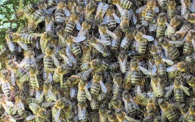 蜂王一天能產(chǎn)多少卵？