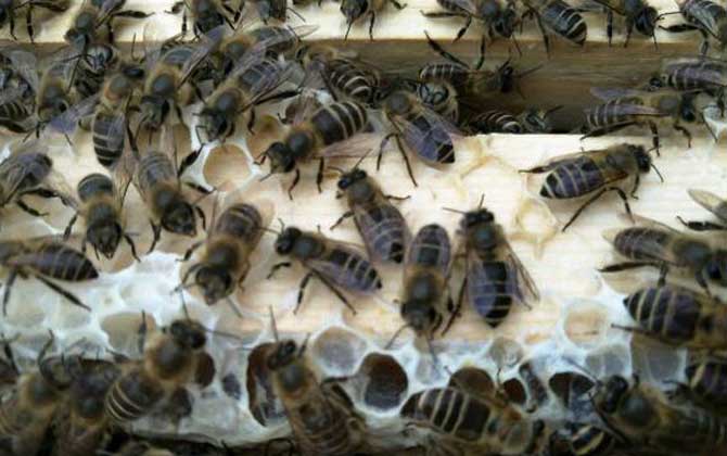 阿壩中蜂在西南養(yǎng)殖群勢(shì)怎么樣（阿壩中蜂高效養(yǎng)殖管理技術(shù)）