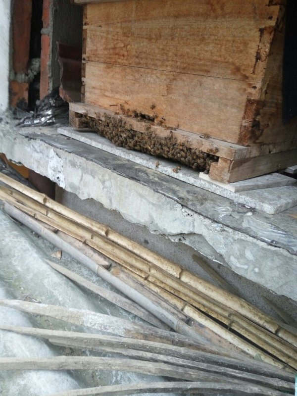 新手養(yǎng)蜜蜂最好什么時(shí)候養(yǎng)（新手養(yǎng)蜂十一忌，一般從什么季節(jié)開(kāi)始）