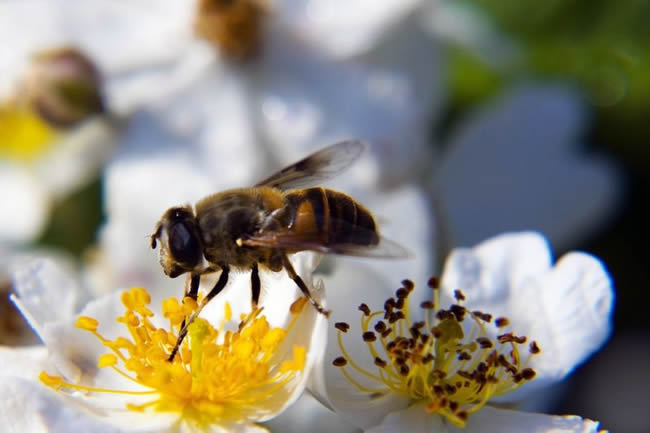 養(yǎng)殖蜜蜂100箱能有多少利潤(rùn)？