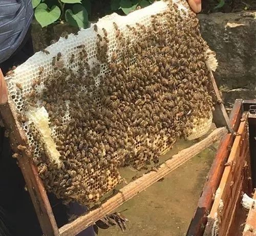 蜜蜂過箱技術要點（養(yǎng)蜂過箱步驟圖及蜜蜂過箱成功的表現）