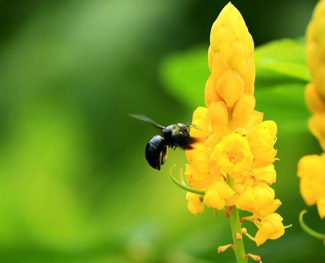 南方全身黑色蜂是什么蜂？叫什么？
