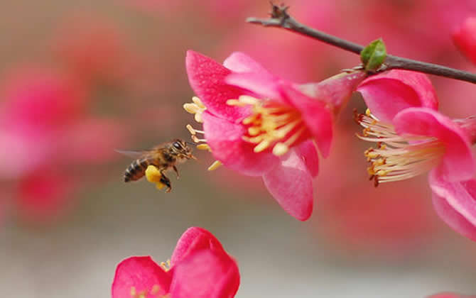 如何進行分蜂？
