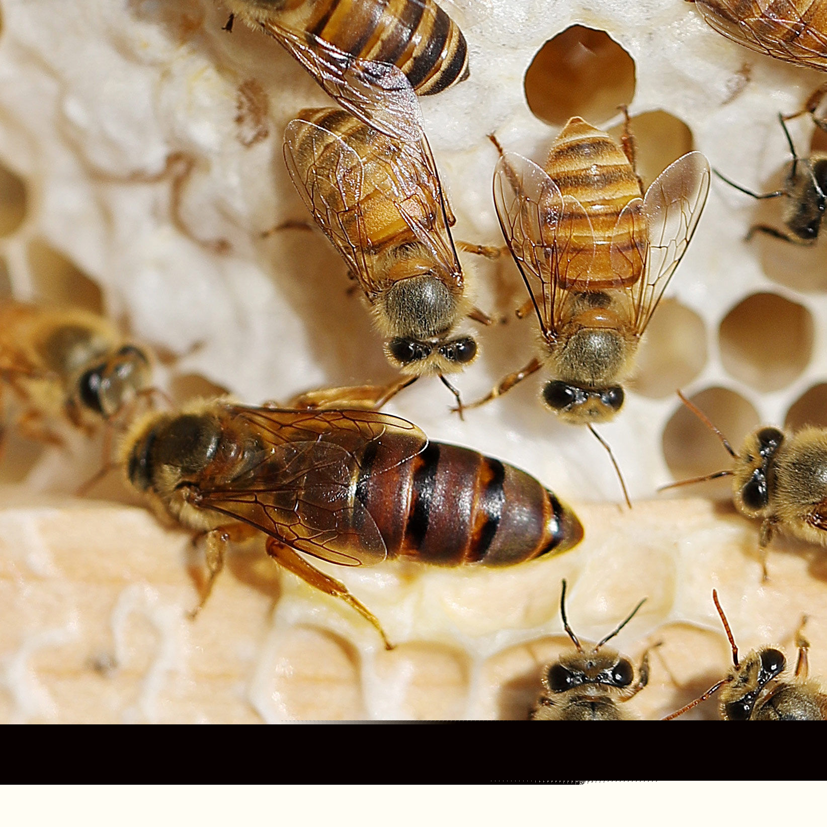 固定蜂場養(yǎng)中蜂好還是意蜂好（蜜蜂養(yǎng)殖，是固定養(yǎng)蜂好）