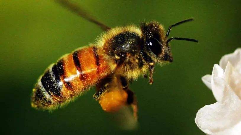 【蜜蜂知識】蜜蜂有毒嗎？