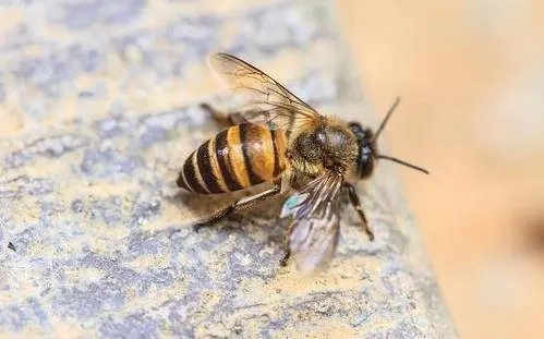 北一號(hào)中蜂品系價(jià)格