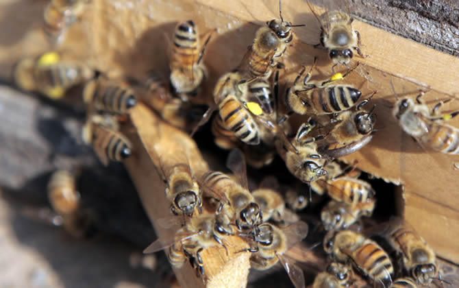 養100箱蜜蜂要多少資金？