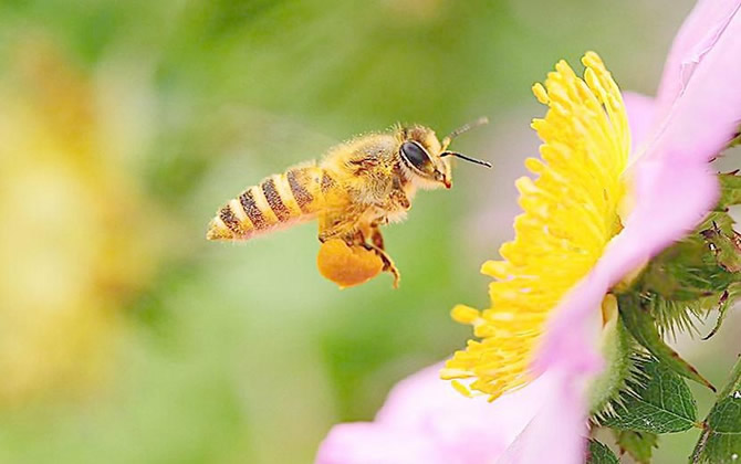 蜂蜜是怎樣釀造出來(lái)的？
