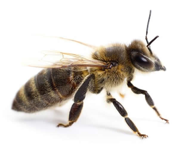 工蜂如何喂養(yǎng)幼蟲的？