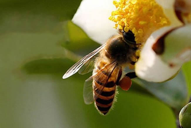 【蜜蜂知識】蜜蜂如何培養蜂王？