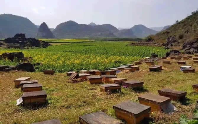 在農(nóng)村養(yǎng)蜂有補(bǔ)貼嗎？