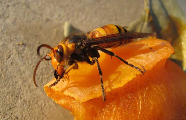 養(yǎng)胡蜂賺錢(qián)靠什么賺錢(qián)（胡蜂養(yǎng)殖利潤(rùn)分析）