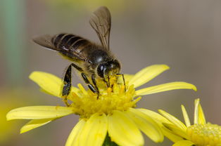 哪里購(gòu)買(mǎi)松丹一號(hào)蜂王（哪里買(mǎi)的中蜂蜂王最好）