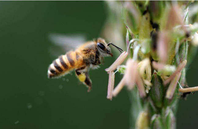 阿壩中蜂原種如何購(gòu)買（阿壩中蜂原種的價(jià)格）