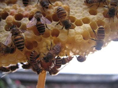 在大蜂場(chǎng)搖蜜是白天搖還是晚上搖（搖蜂蜜最好的時(shí)間）