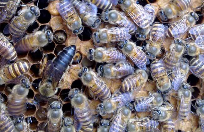 如何快速找蜂王？