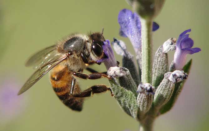 一箱蜜蜂一天吃多少糖？