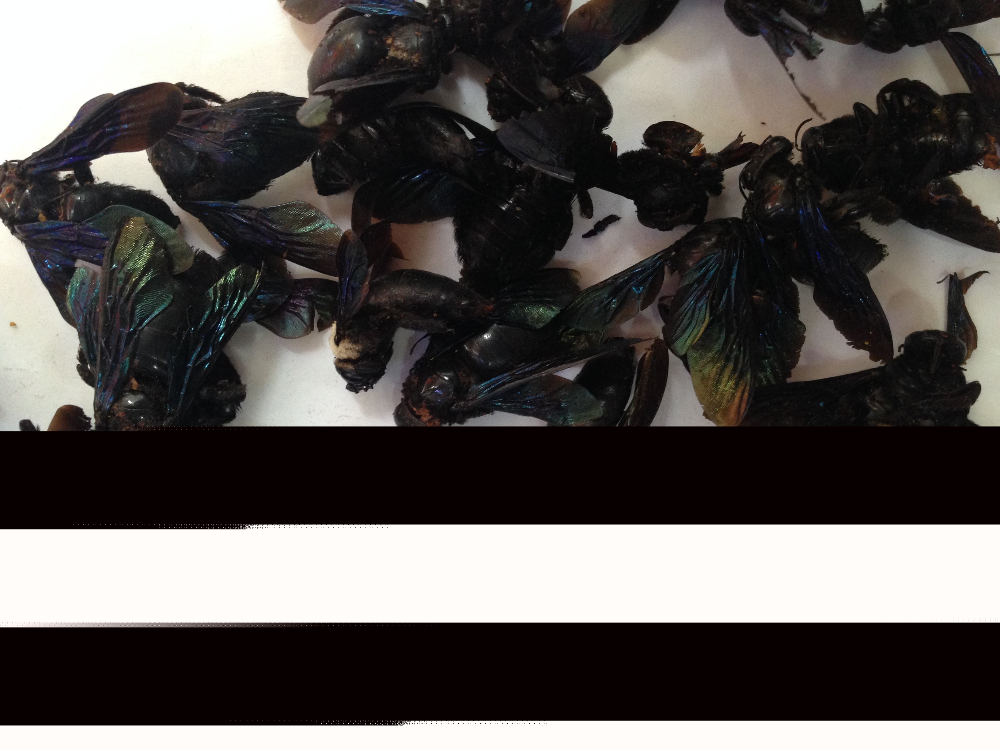 黑竹蜂一只多少錢（竹蜂價(jià)格多少錢一只）