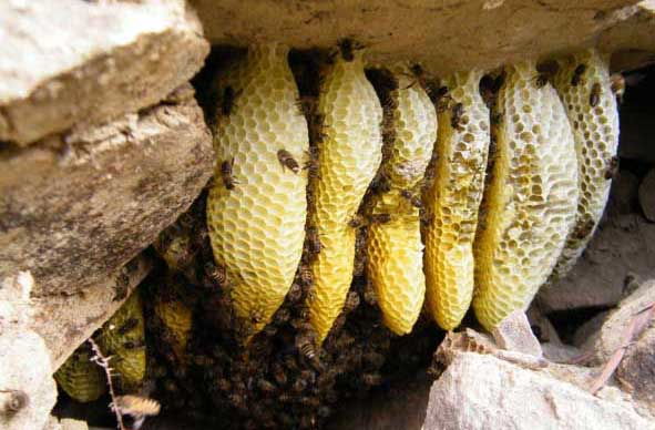 蜜蜂窩怎么處理（發(fā)現蜜蜂窩的處理方法）