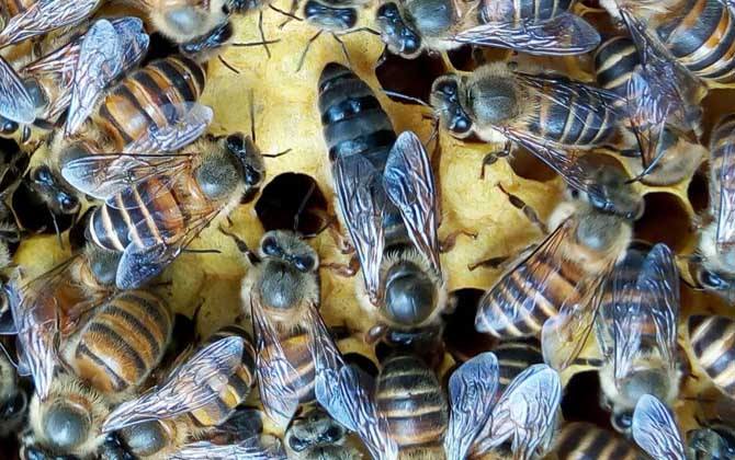 蜂王是公的還是母的？